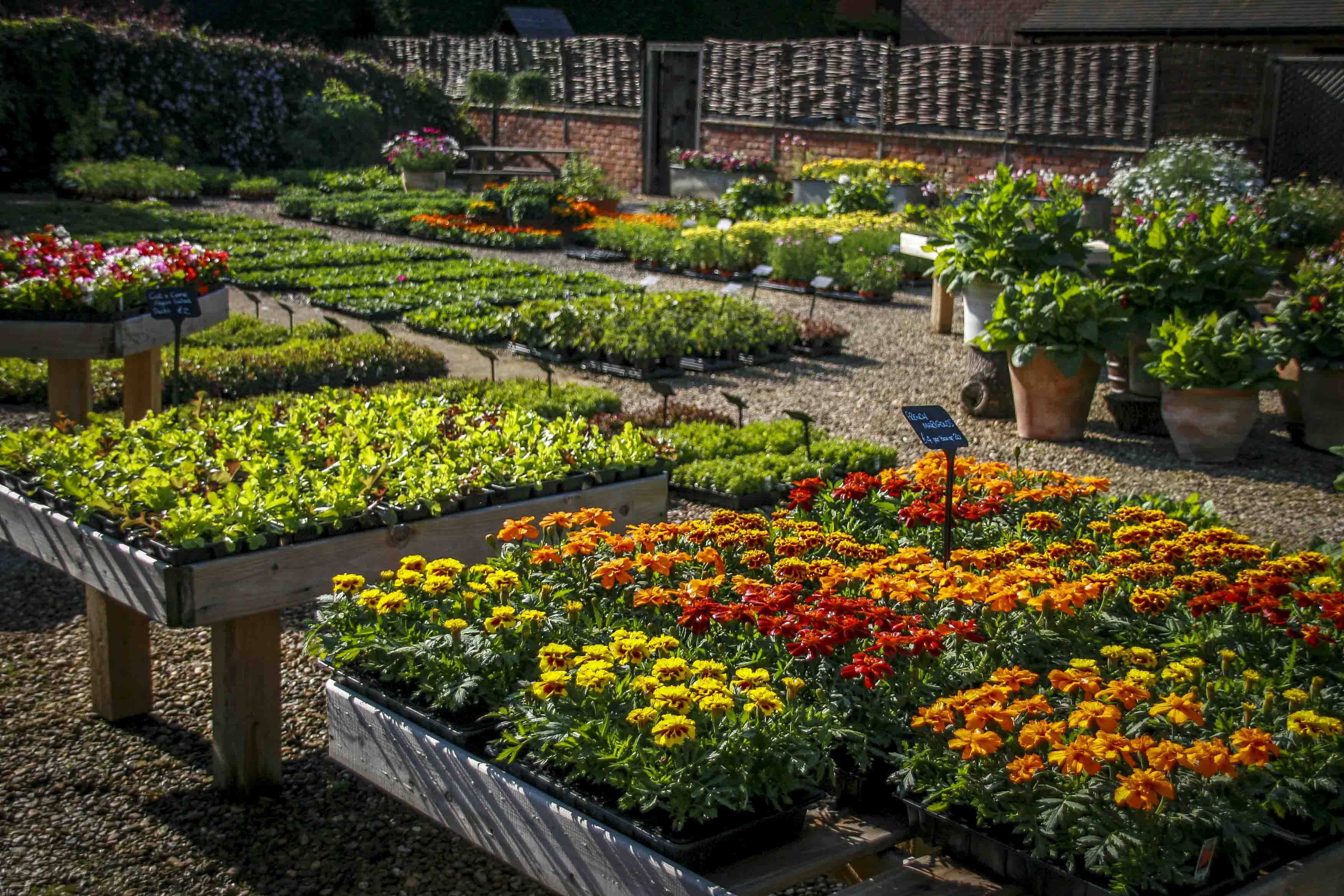 Bedding And Patio Plants