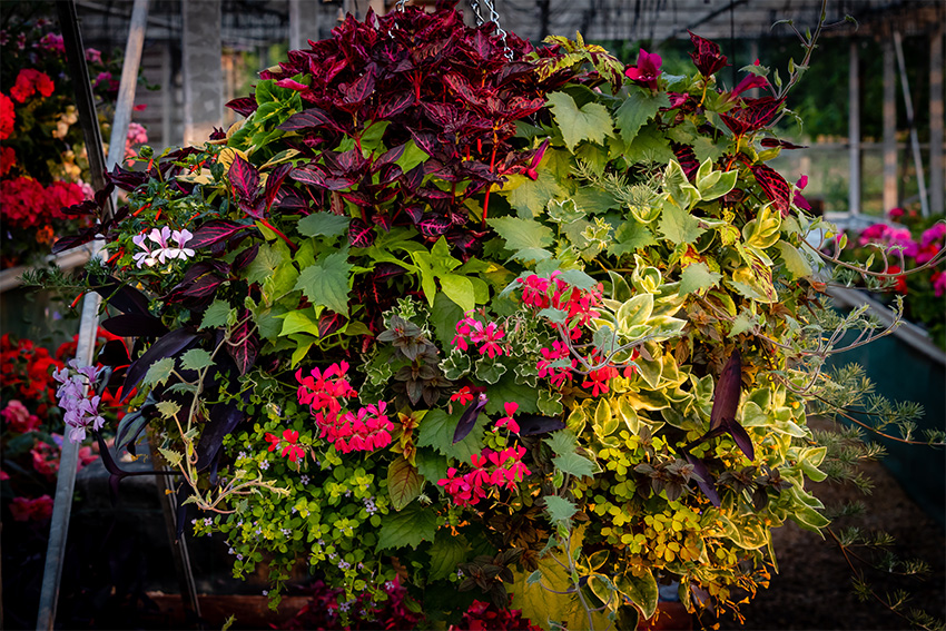 Summer Hanging Baskets