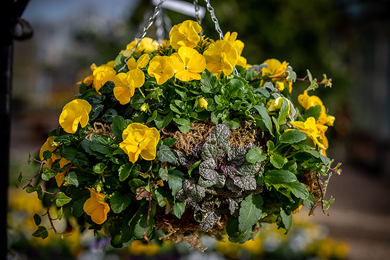 Winter Hanging Baskets